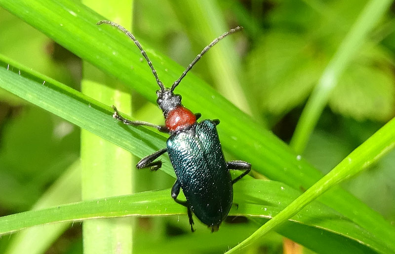 Cerambycidae: Gaurotes virginea f.ma thalassina